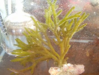 ミル1株