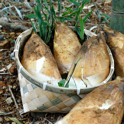 京都乙訓・朝掘り筍
