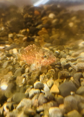 カサゴ