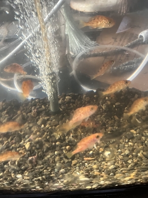 メバル