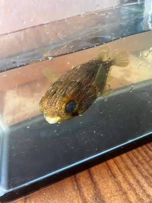 ハリセンボン