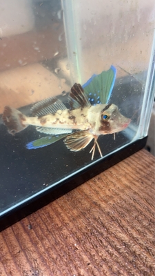 ホウボウ