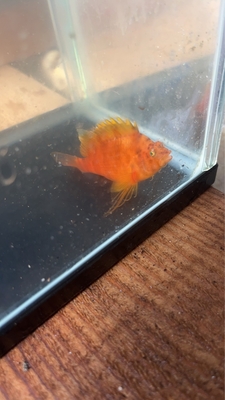 オキゴンベ