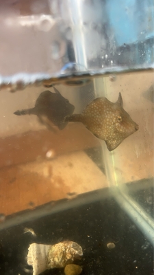 アミメハギ
