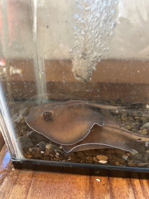 ヒラタエイ