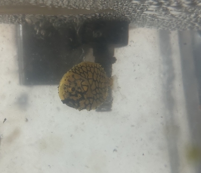 マツカサウオ
