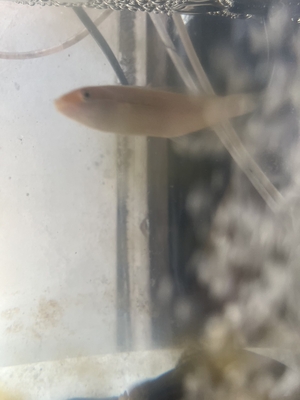 カミナリベラ