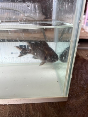 ヨコスジイシモチ