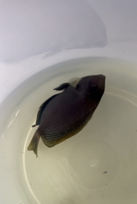 クロハギ