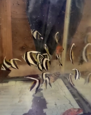 ハタタテダイ