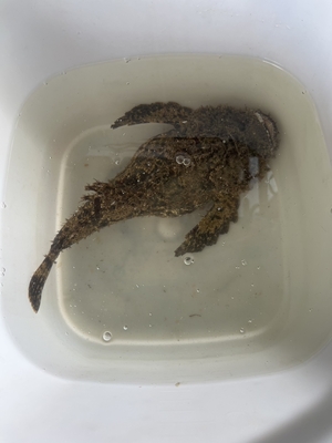 オニオコゼ