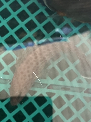 オオモンハタ