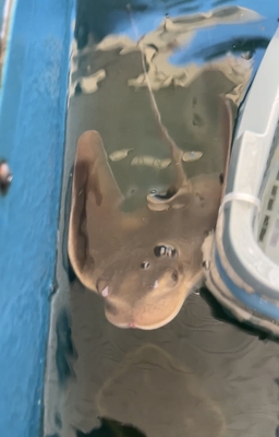 トビエイ