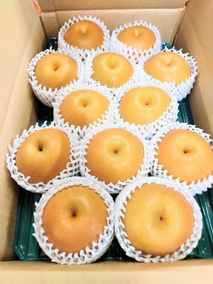 豊水　贈答用　５キロ箱　大玉  7～12個入り