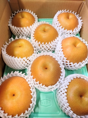 豊水　贈答用　3キロ箱　中玉  8個入り