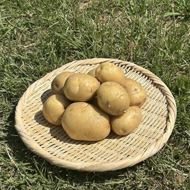 【数量限定・予約販売】県大実験圃場からお届け☆3種類の新じゃがいも(6月下旬から順次お届け)