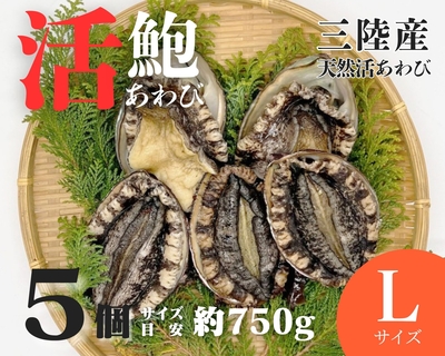 【活鮑】三陸産天然活あわび　Lサイズ　5個　約750ｇ　（１個約150ｇ）