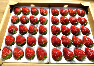 業務用平トレー2パック入り　２Lサイズ