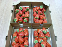 加工用いちご　レギュラー 約1.2kg入り