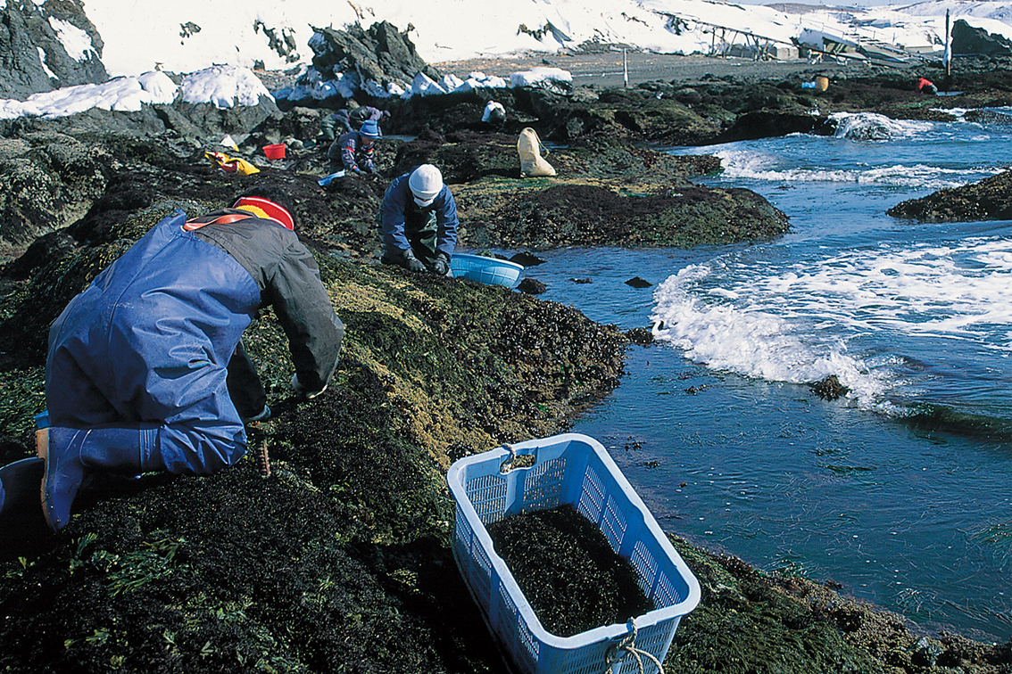 北海道えりも産 寒ふのり（乾燥）25g袋（普通便） | えりもの季