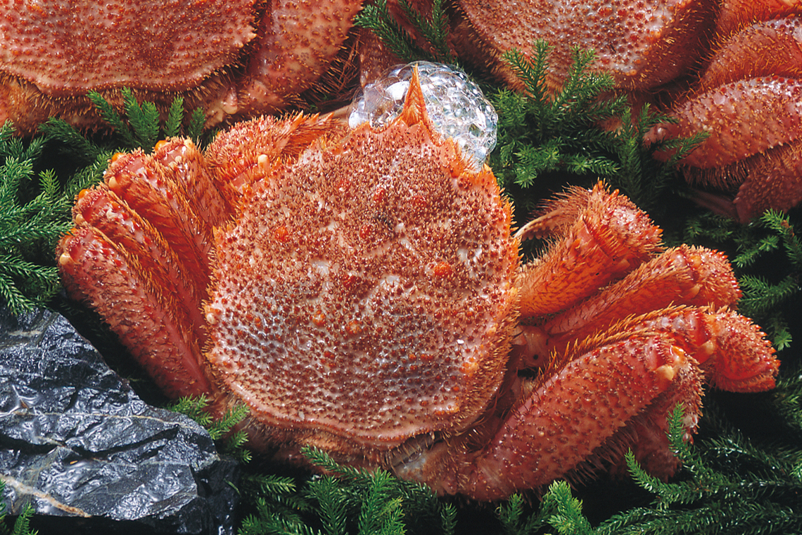 名物】北海道産 活蒸し毛蟹 特大1尾（600g） | えりもの季