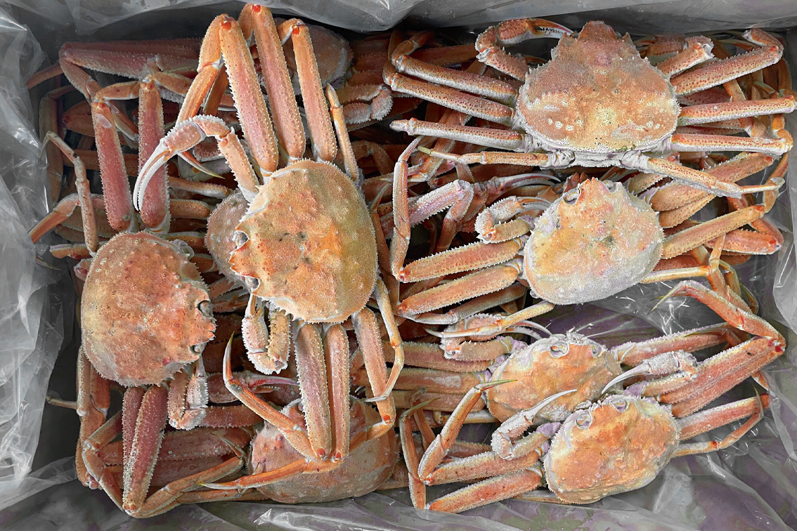 北海道産【訳あり】活蒸しおおずわい蟹 3kg（6ー12尾） | えりもの季