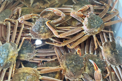 北海道産【訳あり】活蒸しおおずわい蟹 3kg（6ー12尾） | えりもの季
