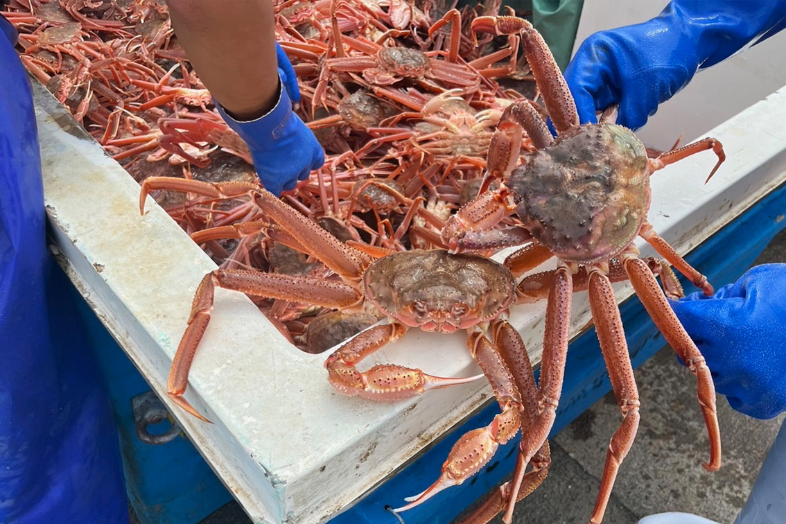 LEIAさん専用、訳あり、箱込み8キロ 北海道産【訳あり】活蒸しおおずわい蟹 3kg（6ー12尾） | えりもの季