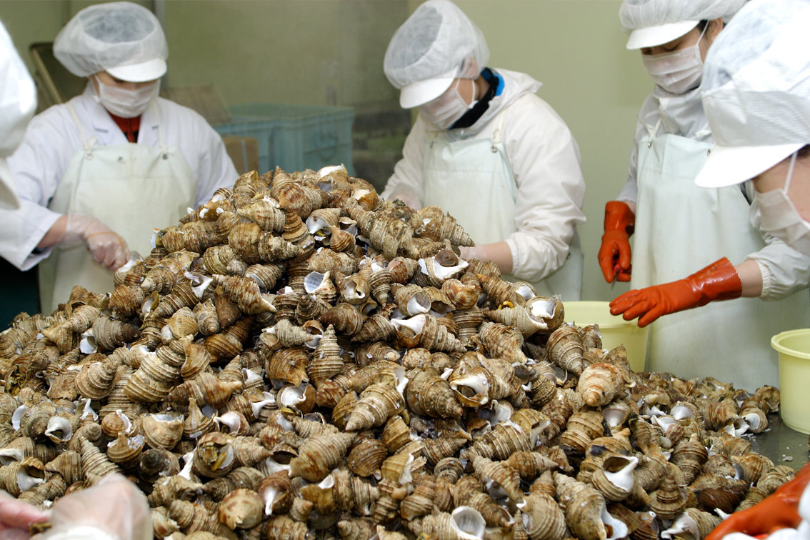 灯台つぶ貝 つぶ 浜茹でつぶ貝 お取り寄せ