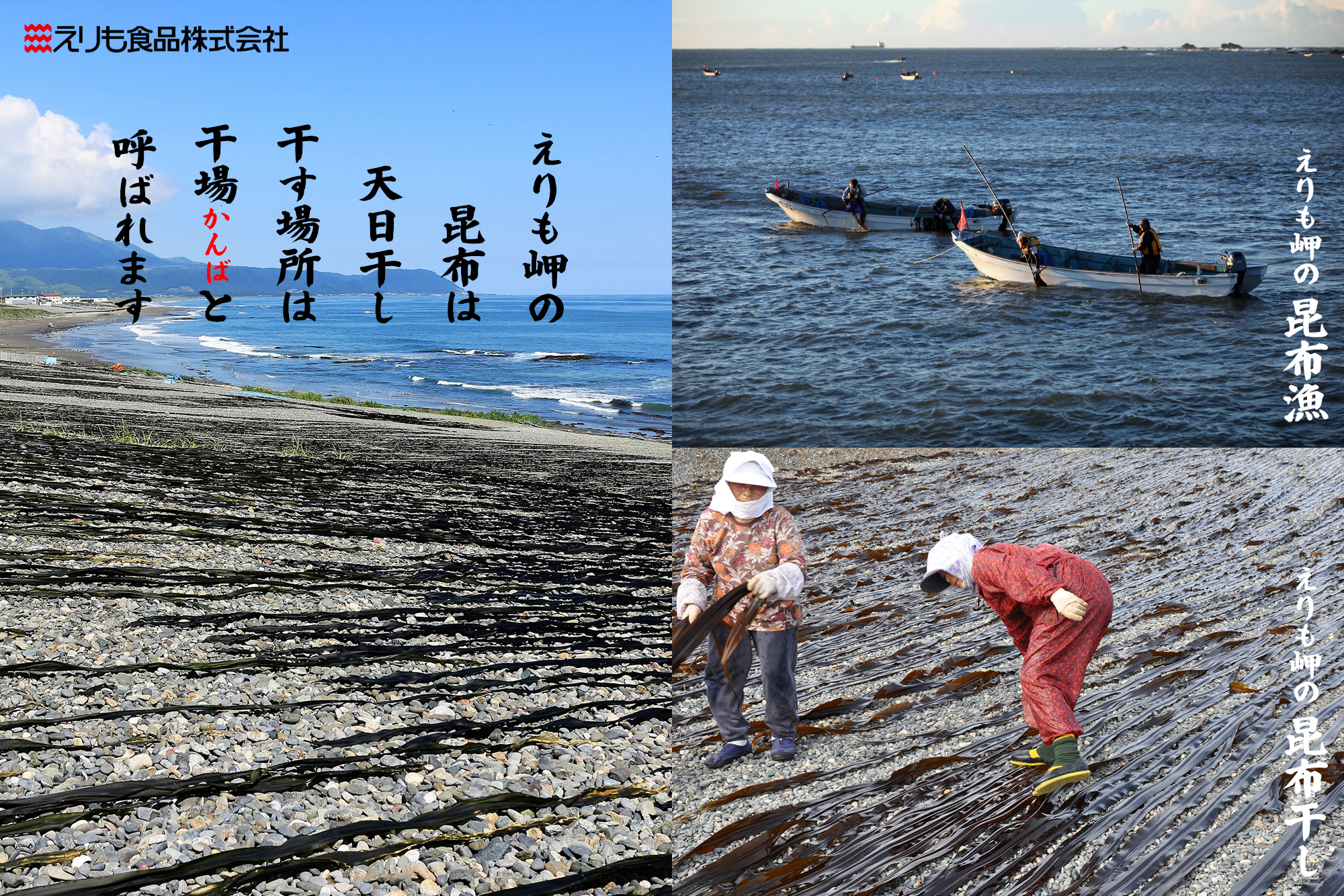 商品詳細_昆布共通_昆布漁