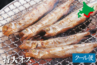 北海道産 生干ししゃも（三分干し）特大オス 24尾／箱入