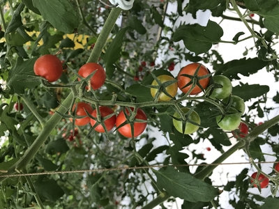 ミニトマト　2kg