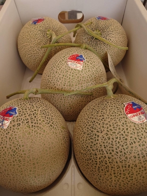 訓子府メロン【5〜6玉・8kg詰】