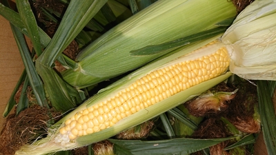 朝もぎ とうもろこし ゴールドラッシュ【地物】