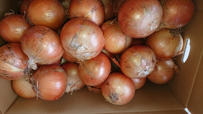 北見産 玉ねぎ【L・10kg】