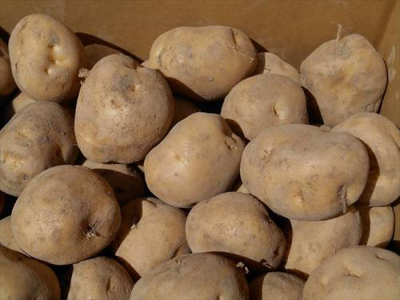 男爵いも【L・10kg】