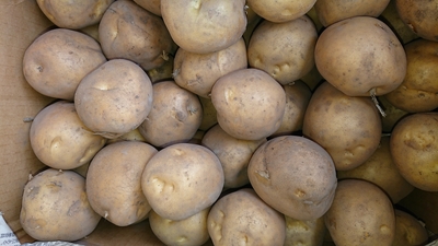 黄爵 とうや【L・10kg】