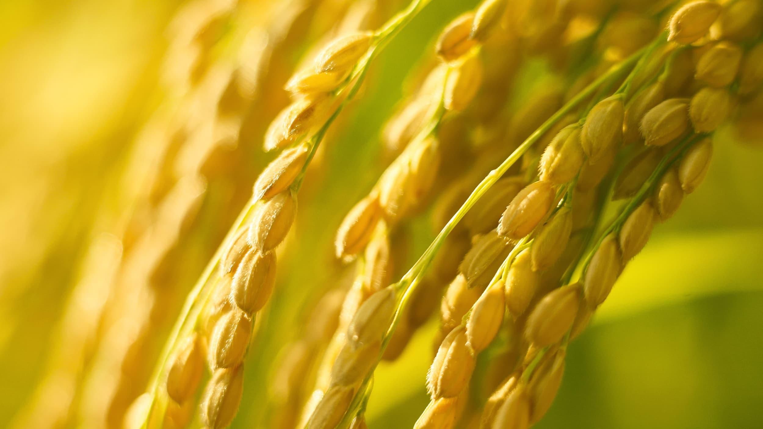 まんじゅう乃池田堂｜こだわりの無添加