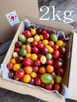 イロイロトマト　２ｋｇ