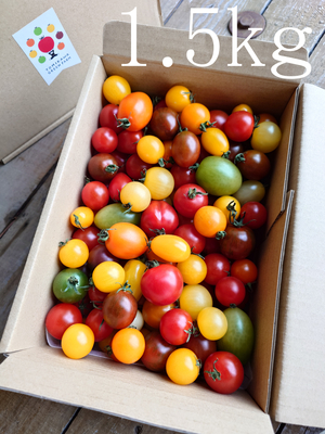 イロイロトマト　1.5ｋｇ