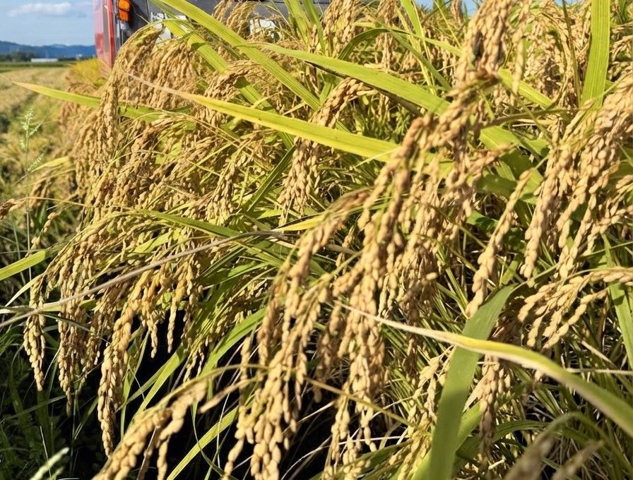 笠原農園 新米