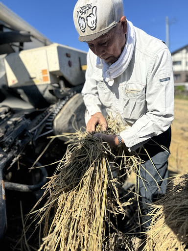 コンバインでの脱穀風景
