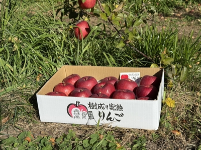 紅玉+シナノスイート2色5ｋｇ