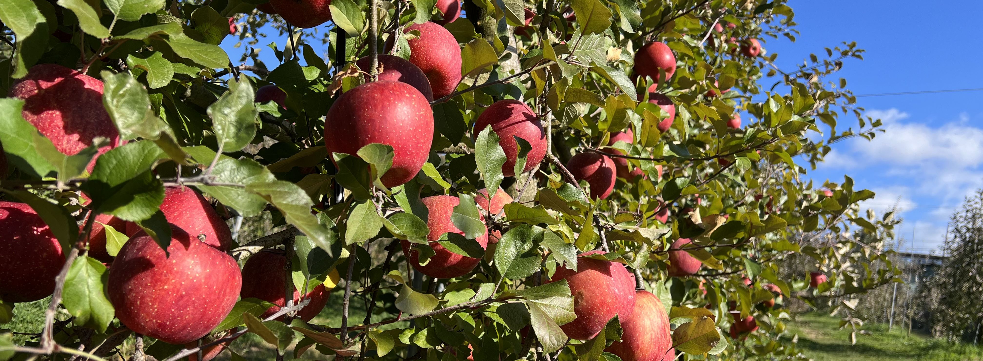 ヤマギシりんご園　ご案内