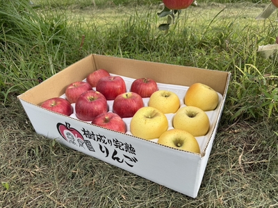1級紅玉+シナノゴールド2色5kg