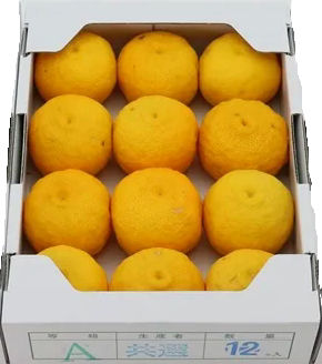 ゆず-徳島県　秀　12個　１．５ｋｇ
