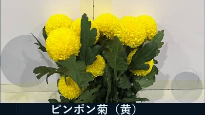 【まとめお得】【運賃込み】【色指定可能】生花 ピンポン菊  80本　セレクト ポンポン咲き 菊 切り花  