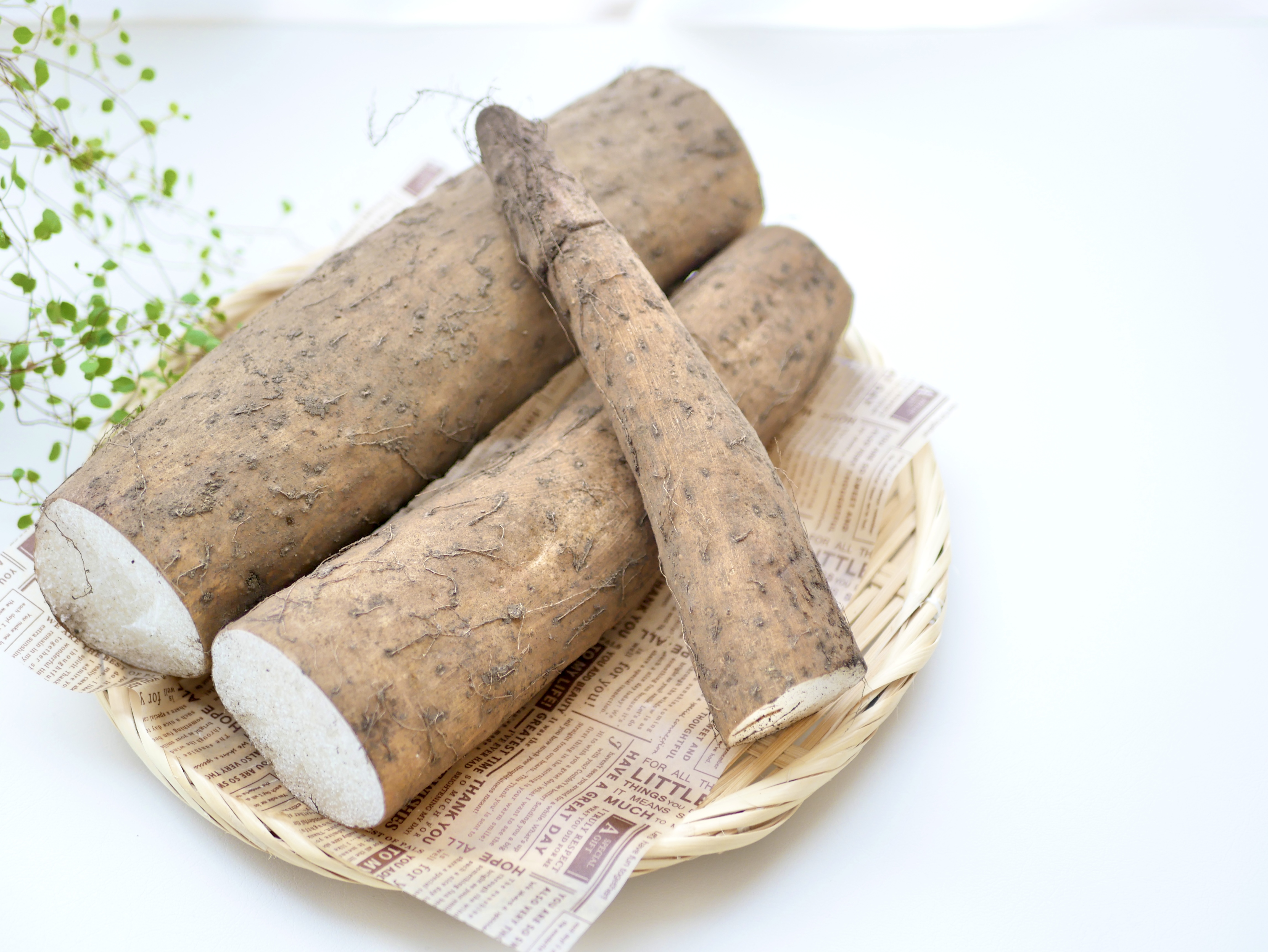 青森県産ながいも