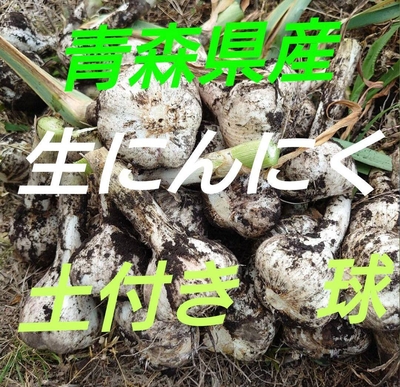青森にんにく直売所　予約商品　生にんにく　土付き玉　2きろ　青森県産にんにく　福地ホワイト