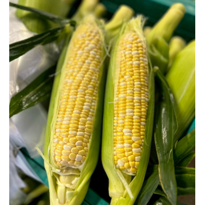 【甘々娘】とうもろこし 6本 (A品)